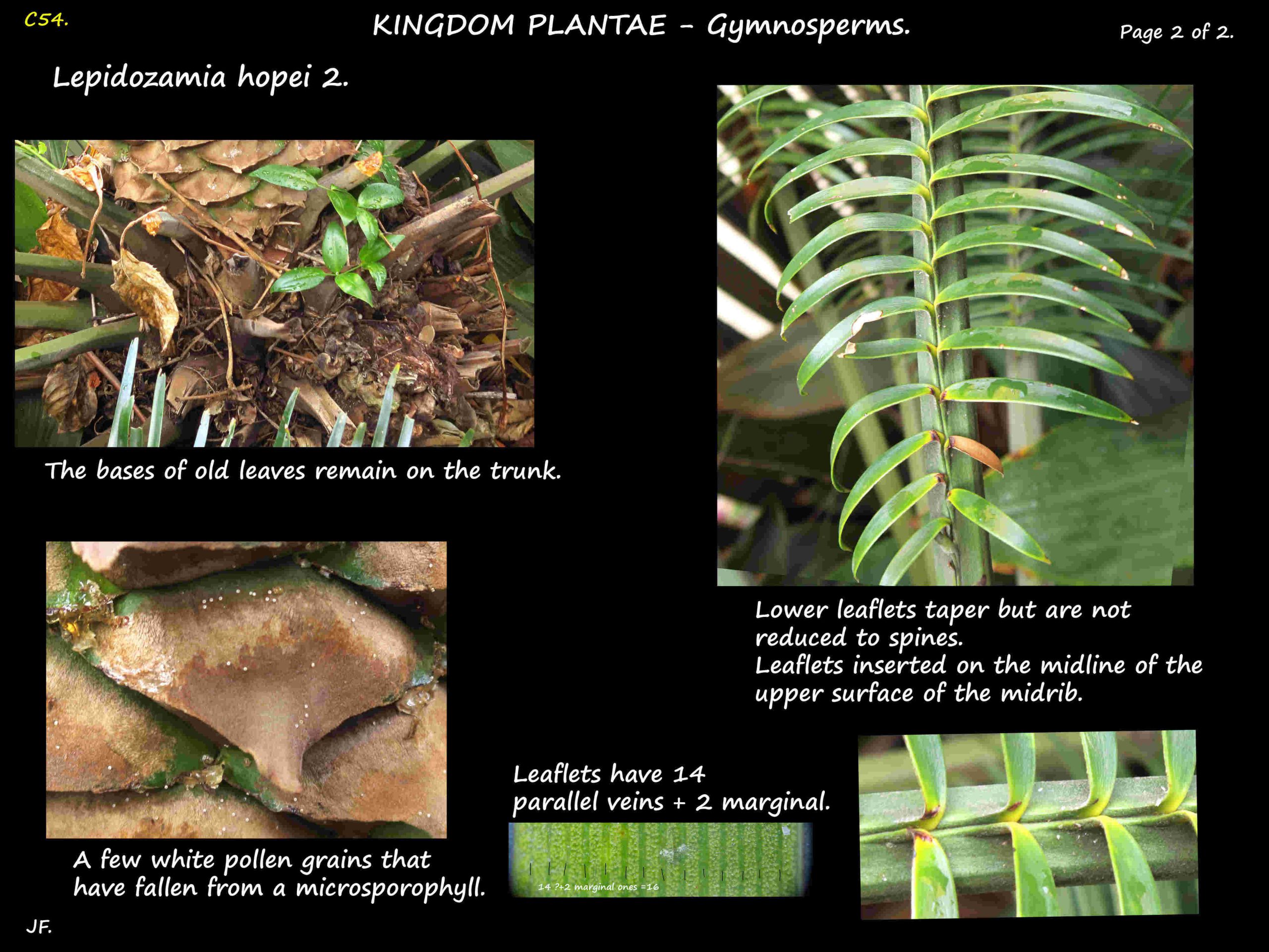 4 Lepidozamia hopei leaflets